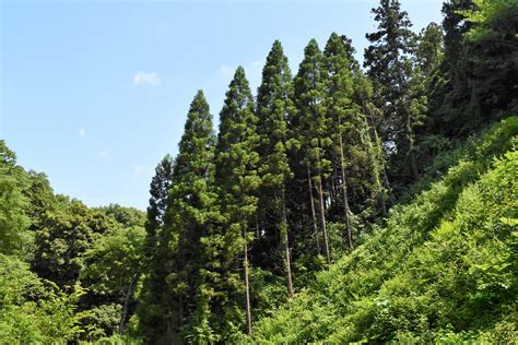 杉 種類|杉（スギ）～日本一の木